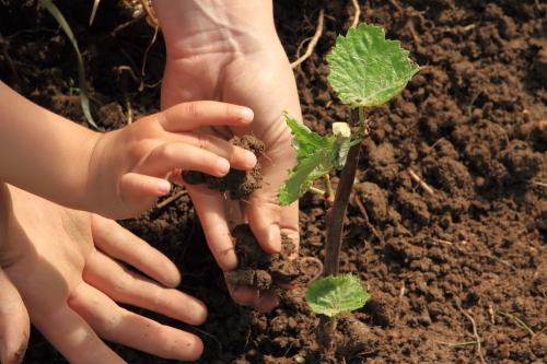 Bild zu Landwirtschaft